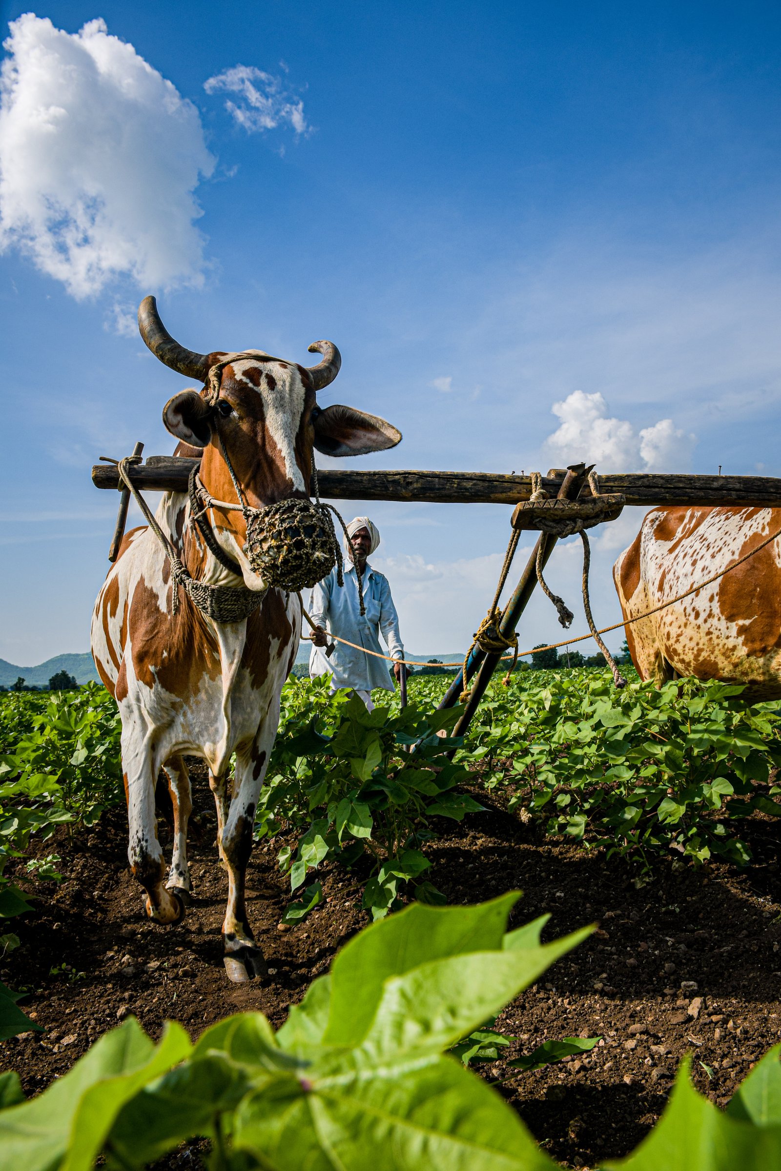 Livestock Management - Modern farming practices